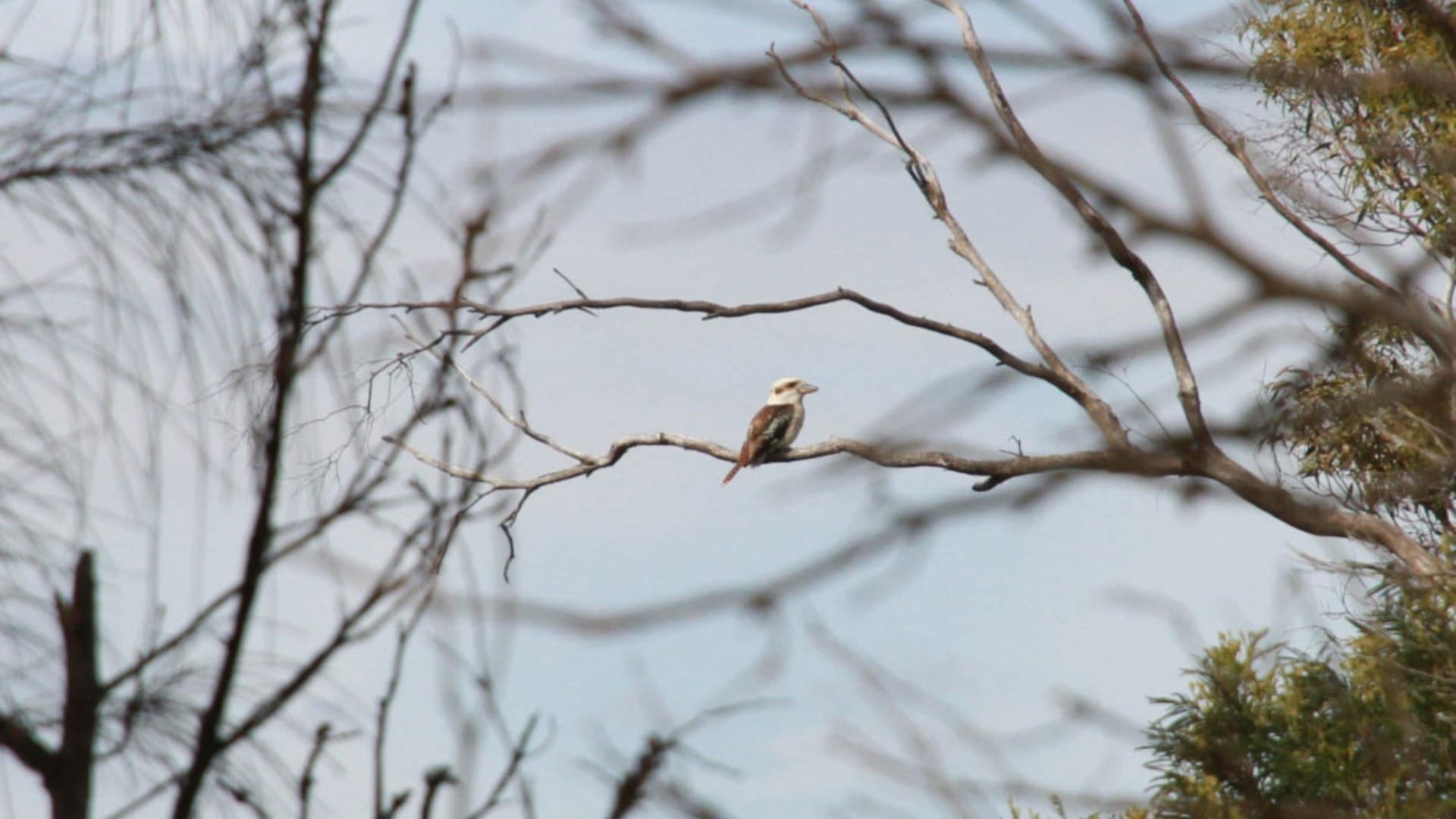 birdlife